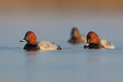 BUITEN BEELD Foto: 435840