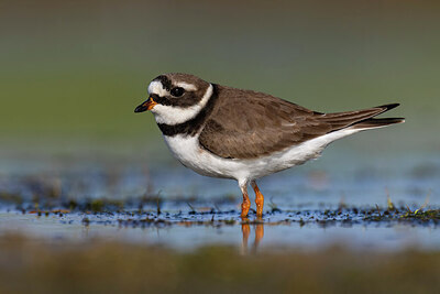BUITEN BEELD Foto: 435842