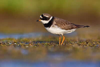 BUITEN BEELD Foto: 435844