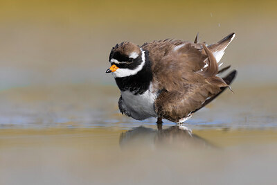 BUITEN BEELD Foto: 435847