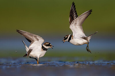 BUITEN BEELD Foto: 435848