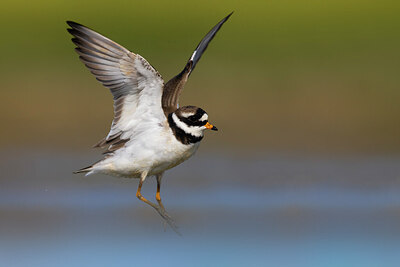BUITEN BEELD Foto: 435849