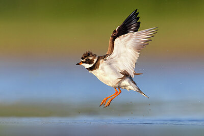 BUITEN BEELD Foto: 435850