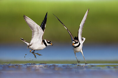 BUITEN BEELD Foto: 435851