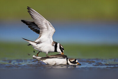 BUITEN BEELD Foto: 435853