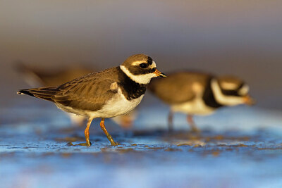 BUITEN BEELD Foto: 435854