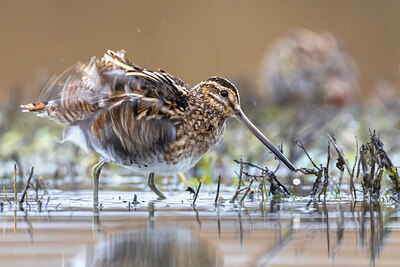 BUITEN BEELD Foto: 435859