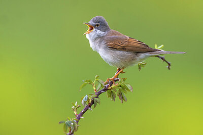 BUITEN BEELD Foto: 435862