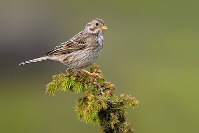 BUITEN BEELD Foto: 435864