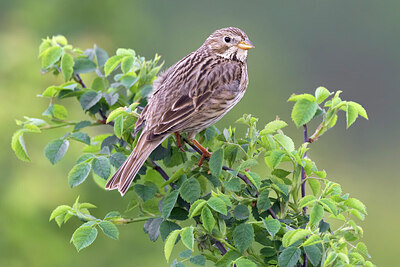 BUITEN BEELD Foto: 435865