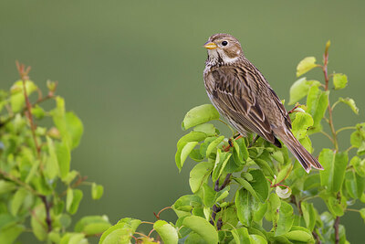 BUITEN BEELD Foto: 435866