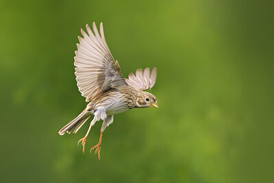 BUITEN BEELD Foto: 435867