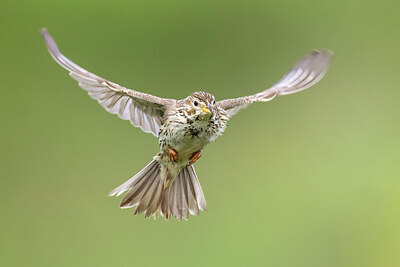 BUITEN BEELD Foto: 435868