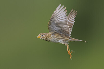 BUITEN BEELD Foto: 435869