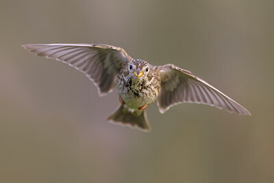 BUITEN BEELD Foto: 435871