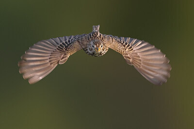BUITEN BEELD Foto: 435872
