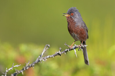 BUITEN BEELD Foto: 435880
