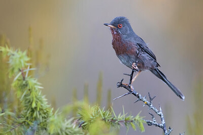 BUITEN BEELD Foto: 435881