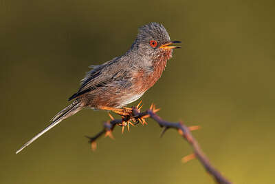 BUITEN BEELD Foto: 435883