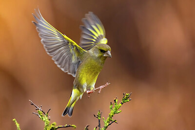 BUITEN BEELD Foto: 435888