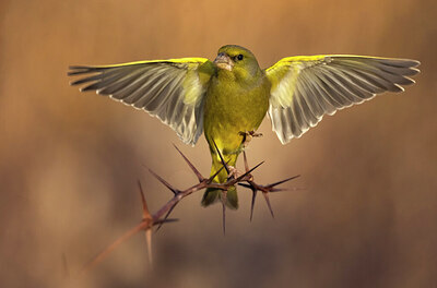 BUITEN BEELD Foto: 435889