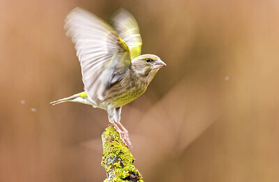 BUITEN BEELD Foto: 435890