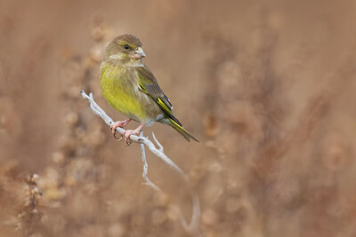 BUITEN BEELD Foto: 435891