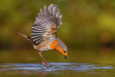 BUITEN BEELD Foto: 435892