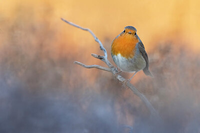 BUITEN BEELD Foto: 435894