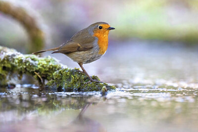 BUITEN BEELD Foto: 435895