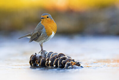 BUITEN BEELD Foto: 435896