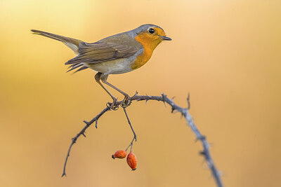 BUITEN BEELD Foto: 435897