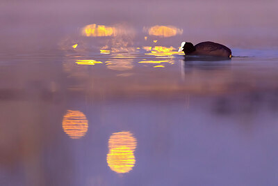 BUITEN BEELD Foto: 435898
