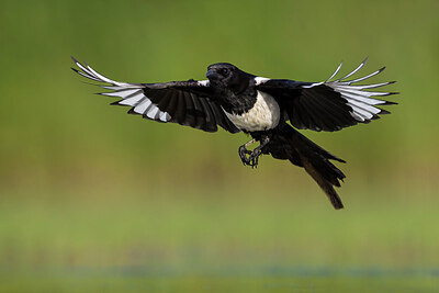 BUITEN BEELD Foto: 435911