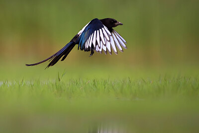 BUITEN BEELD Foto: 435913