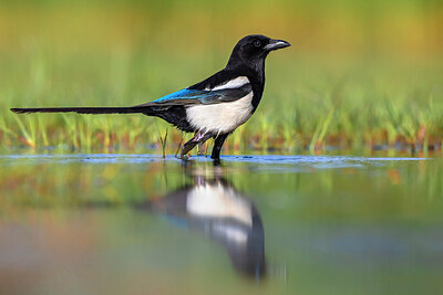 BUITEN BEELD Foto: 435914