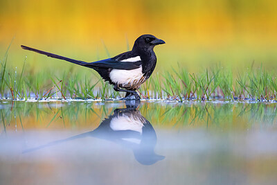 BUITEN BEELD Foto: 435915