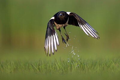 BUITEN BEELD Foto: 435916