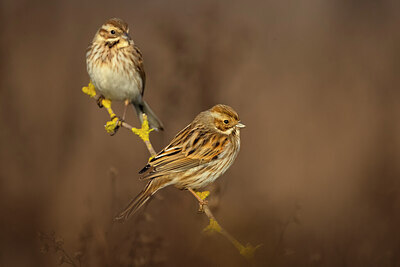 BUITEN BEELD Foto: 435919