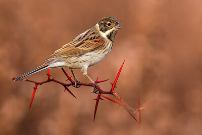 BUITEN BEELD Foto: 435920
