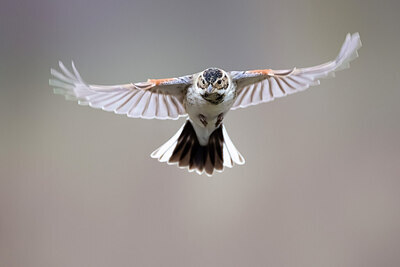BUITEN BEELD Foto: 435921