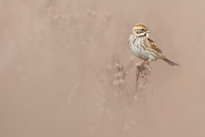 BUITEN BEELD Foto: 435922
