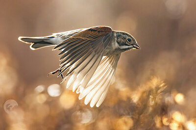 BUITEN BEELD Foto: 435923