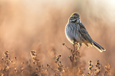 BUITEN BEELD Foto: 435926
