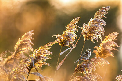 BUITEN BEELD Foto: 435927