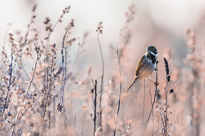 BUITEN BEELD Foto: 435929