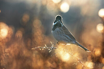 BUITEN BEELD Foto: 435930