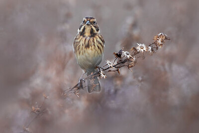 BUITEN BEELD Foto: 435931