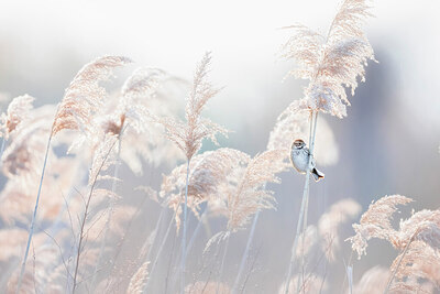 BUITEN BEELD Foto: 435932
