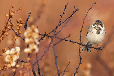 BUITEN BEELD Foto: 435933